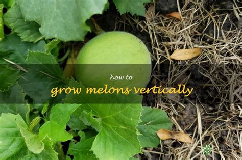 Maximizing Space: A Beginner's Guide To Growing Melons .